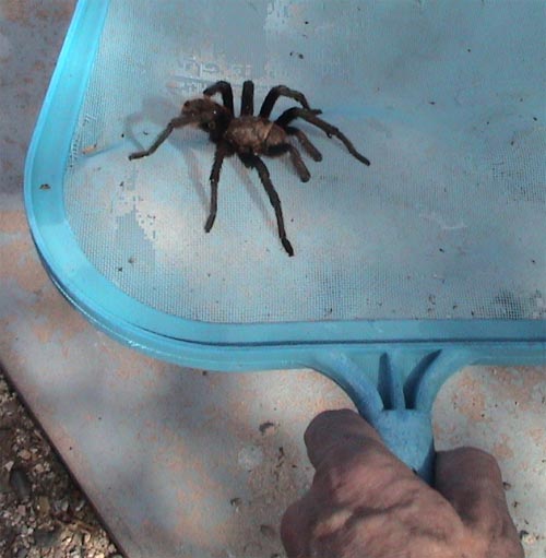 tarantula_pool.jpg